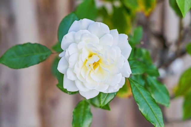 2614 Ohio Avenue, Redwood City, CA 94061