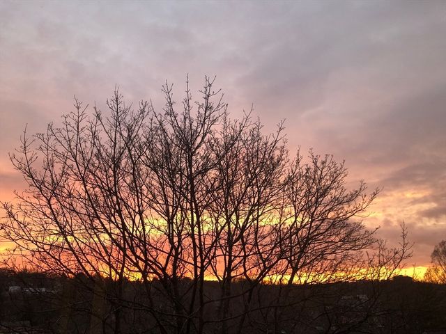 318 Tappan Street 3, Brookline, MA 02445