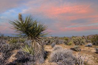 102 Saddleback Road, Joshua Tree, CA 92252