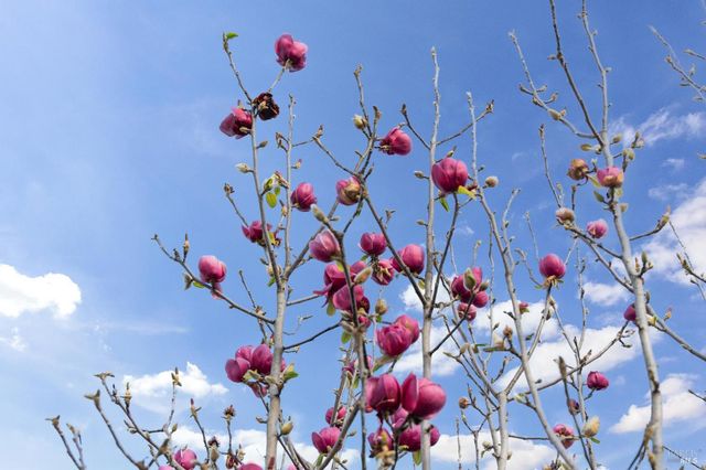 18023 Mulberry Ave, Sonoma, CA 95476