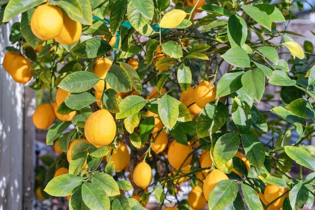 18023 Mulberry Ave, Sonoma, CA 95476