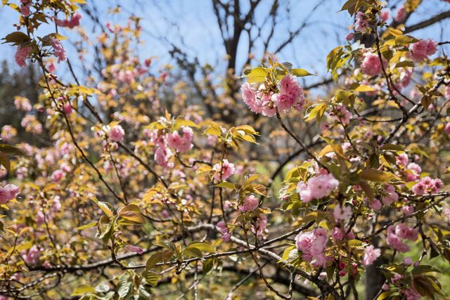 5105 Heathrow Blvd, Brentwood, TN 37027