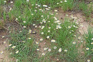 Lot 17 Rio Grande Estates 10, Rio Communities, NM 87002