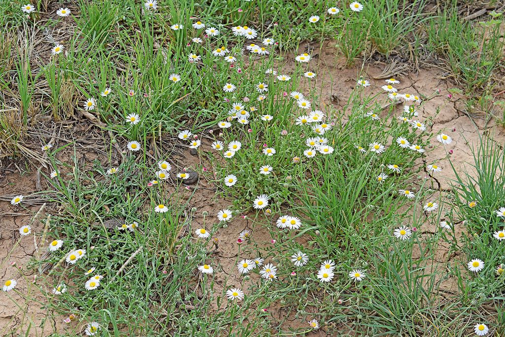 Lot 17 Rio Grande Estates 10, Rio Communities, NM 87002