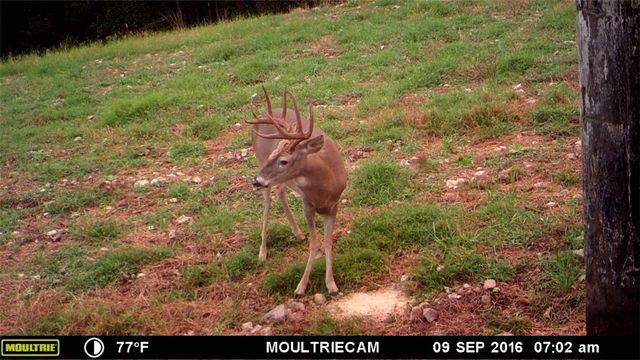 W Mountain Road, Decatur, AR 72722