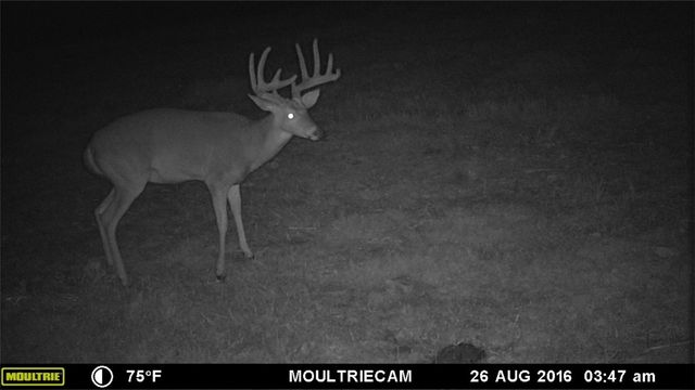 W Mountain Road, Decatur, AR 72722