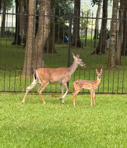 31810 Edgewater Drive, Magnolia, TX 77354