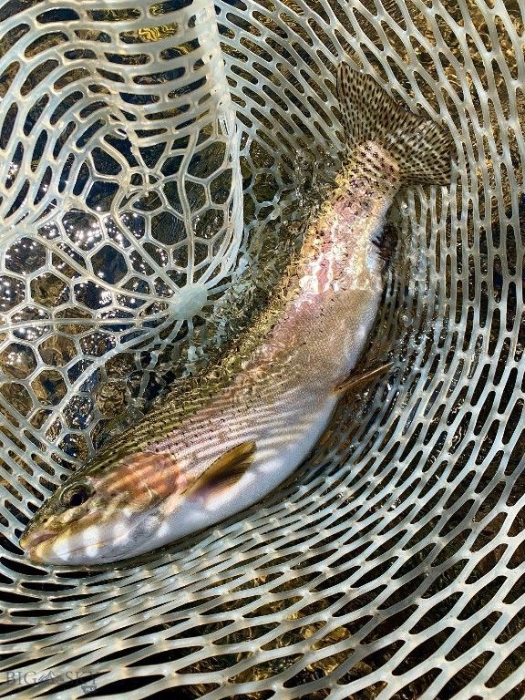 12500/12120 Axtell Gateway Road, Gallatin Gateway, MT 59730 photo 39