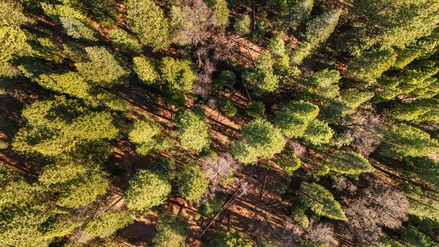 32833 California 44, Shingletown, CA 96088