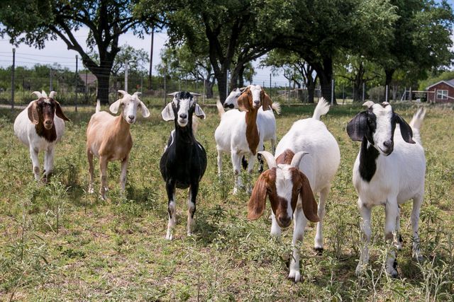 3205 Country Club Road, San Angelo, TX 76904