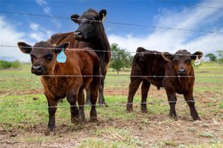1854 County Road 464, Elgin, TX 78621