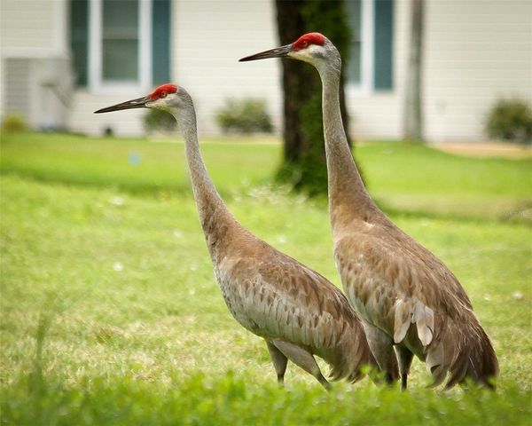 14845 SW 112TH CIRCLE, Dunnellon, FL 34432