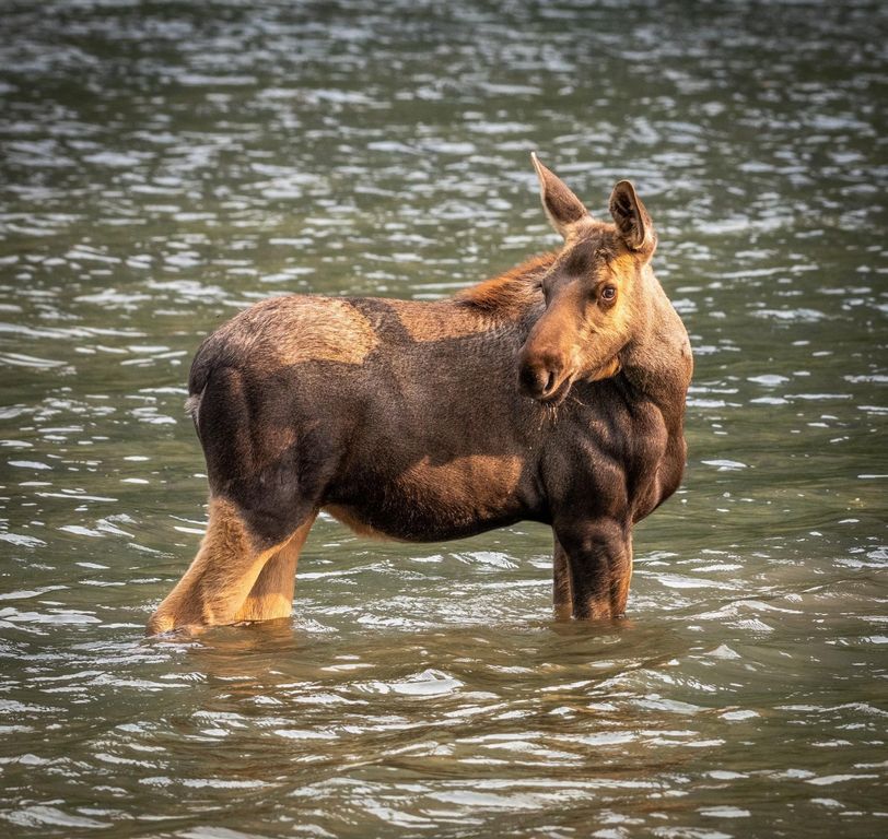 2650 Sophie Lake Road, Eureka, MT 59917 photo 13