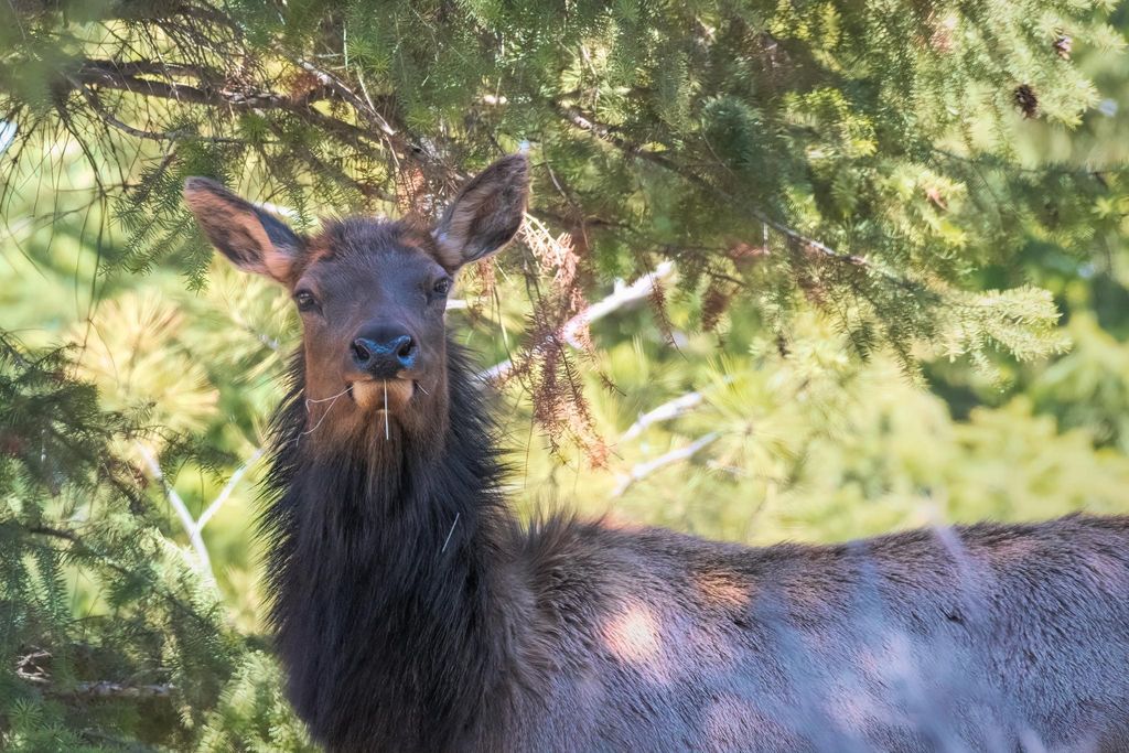 2650 Sophie Lake Road, Eureka, MT 59917 photo 14