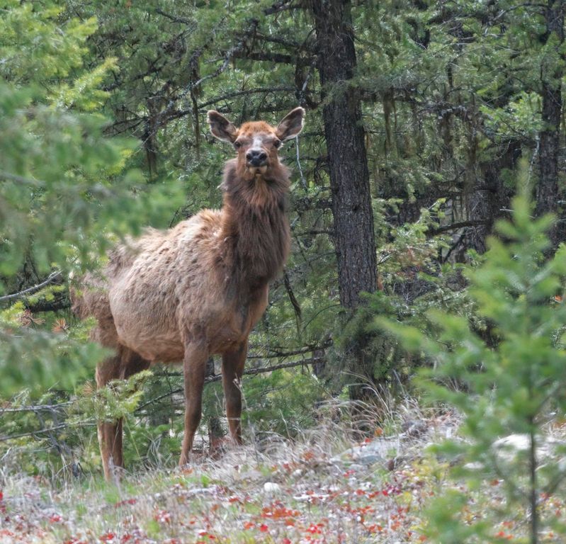 2650 Sophie Lake Road, Eureka, MT 59917 photo 48