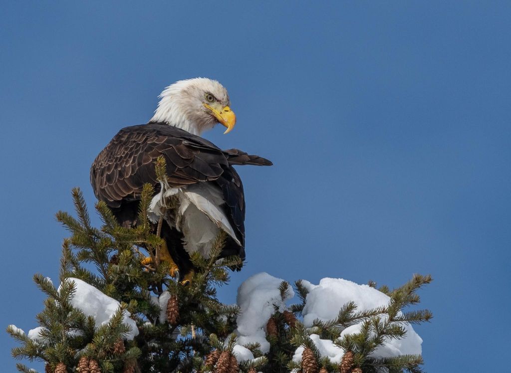 2650 Sophie Lake Road, Eureka, MT 59917 photo 49