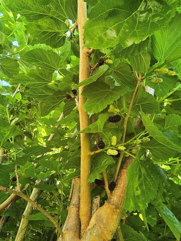 24642 Cornell Park Lane, Katy, TX 77494