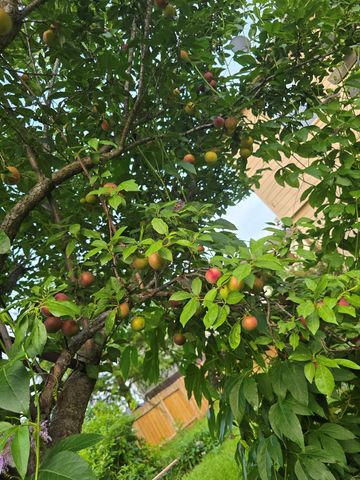 24642 Cornell Park Lane, Katy, TX 77494