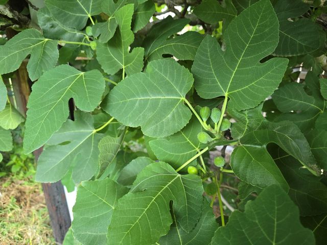 24642 Cornell Park Lane, Katy, TX 77494