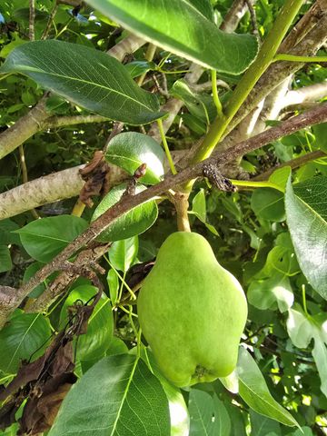 24642 Cornell Park Lane, Katy, TX 77494