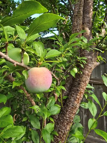 24642 Cornell Park Lane, Katy, TX 77494