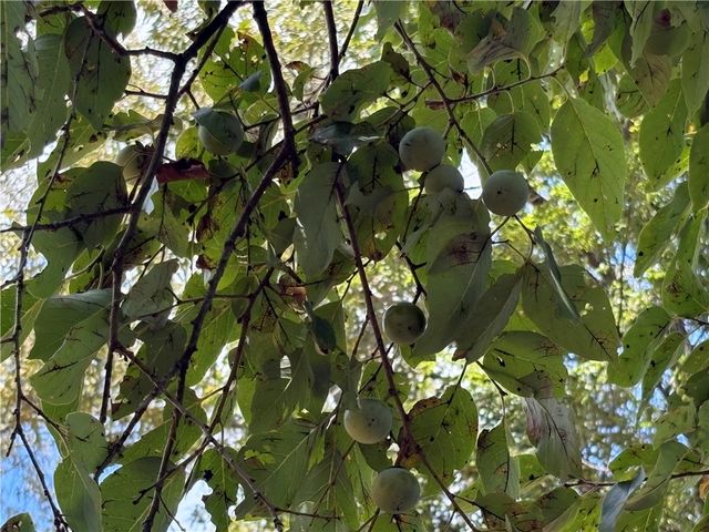 2298 County Road 3271, Clarksville, AR 72830