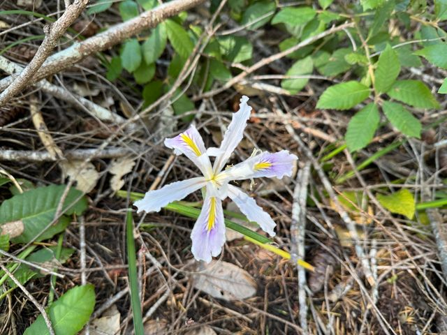 1301 Doreen Drive, Honeydew, CA 95545