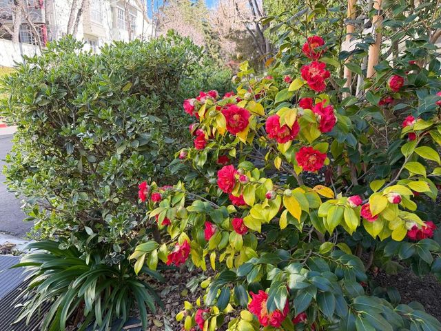 972 Belmont Terrace 7, Sunnyvale, CA 94086