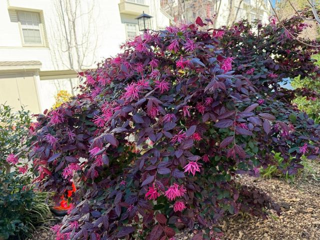 972 Belmont Terrace 7, Sunnyvale, CA 94086