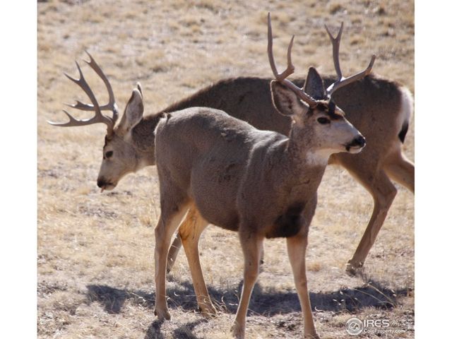 631 Linecamp Dr, Livermore, CO 80536