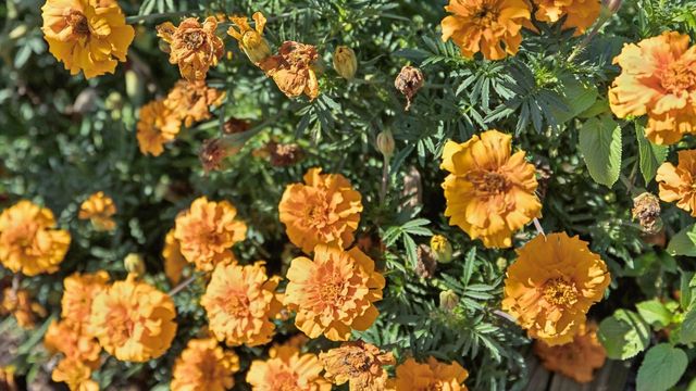 424 Wild Iris Way, Spring Hill, TN 37174