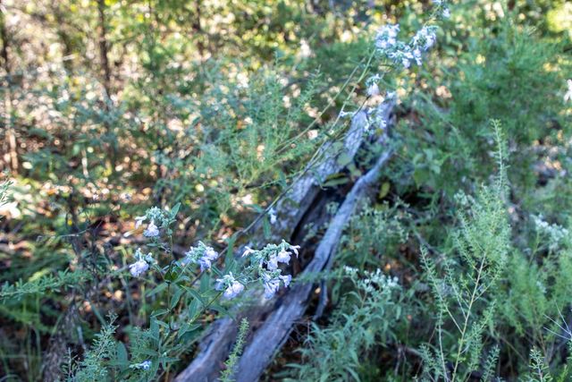 0000 Yukon Court, Mountain Home, AR 72653