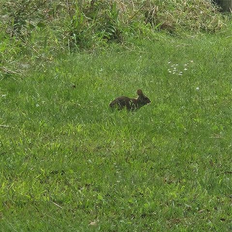 4705 KISSIMMEE PARK ROAD, St Cloud, FL 34772