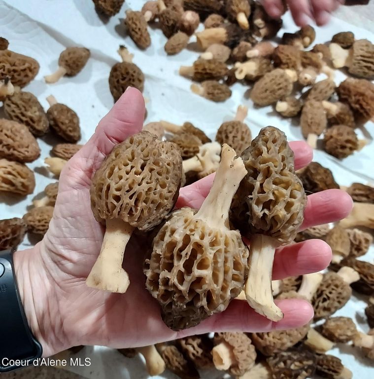 249 Indigo Sky Rd, Sandpoint, ID 83864 photo 71