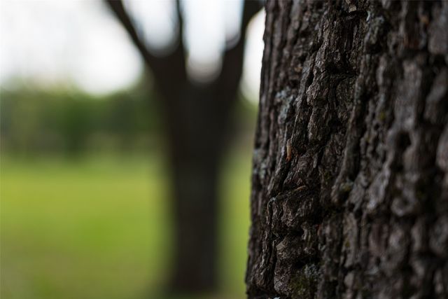 10813 Fm 773, Ben Wheeler, TX 75754