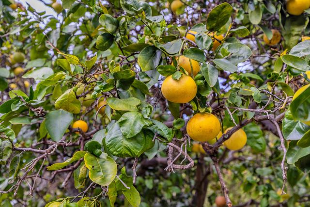 24 Kau St, Kula, HI 96790