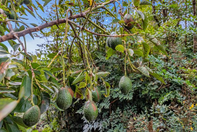 24 Kau St, Kula, HI 96790