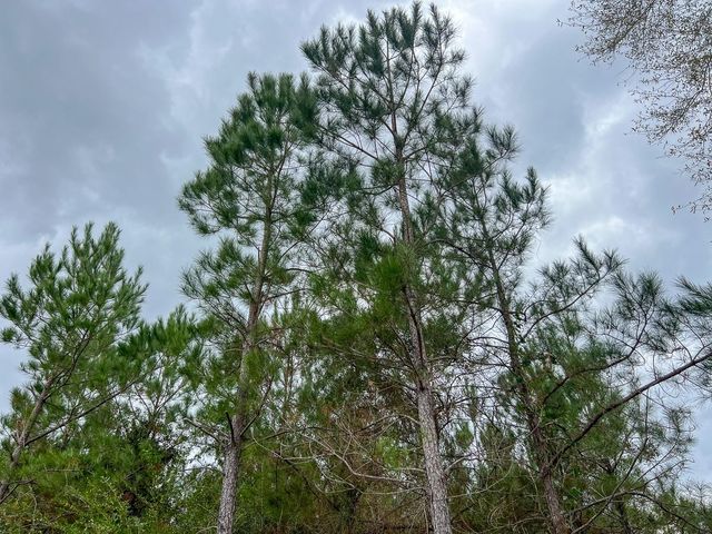 3 Highway 87, Newton, TX 75966