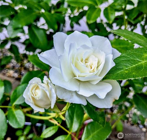 43715 SE 150th Street, North Bend, WA 98045