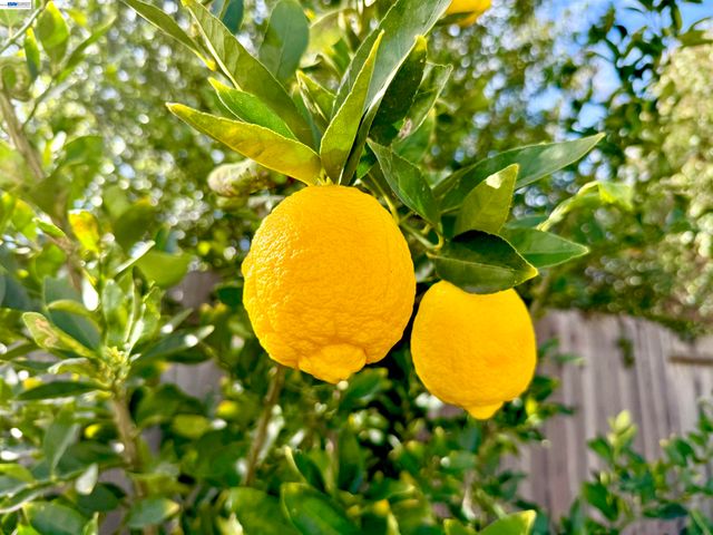 539 Mayten Dr, Livermore, CA 94551