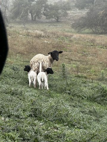 Lot 64 Longbow Ln # 64, Fredericksburg, TX 78624