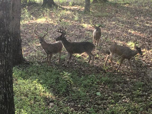 680 Rattlesnake Spring Road, Sewanee, TN 37375