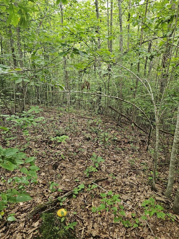 0 Company Farm Rd, Coalmont, TN 37313
