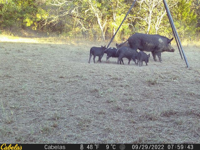 6289 Maynard Hallmark Road, Waelder, TX 78959