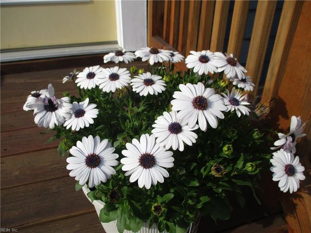 157 Hall Avenue AVE, Suffolk, VA 23434