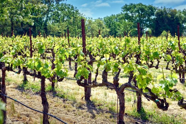 21000 8th St E, Sonoma, CA 95476