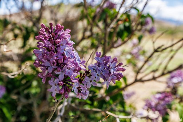 1085 S RIVER RIDGE LN, Joseph, UT 84739