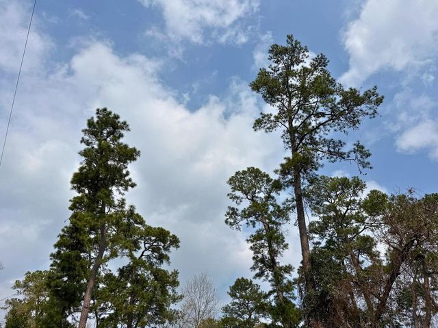 30227 E Geneva Dr, The Woodlands, TX 77386