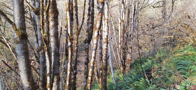 1586 King Road, Winlock, WA 98596