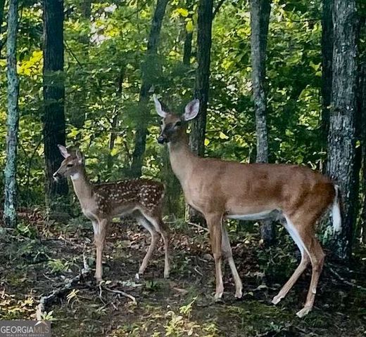 416 Undisclosed Drive, Morganton, GA 30560